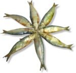 Salai (சாளை - மத்தி)