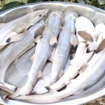 பால் சுறா மீன் (Milk Shark)