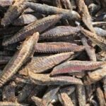 Massi ( மாசி)