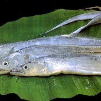சுண்ணாம்பு வாளை (White Ribbon Fish)