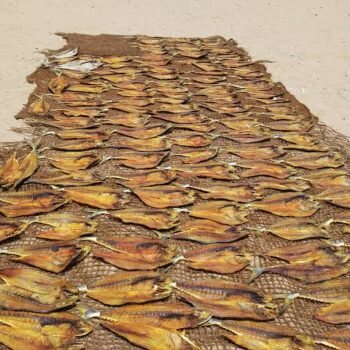 queen fish (கட்டா  கருவாடு